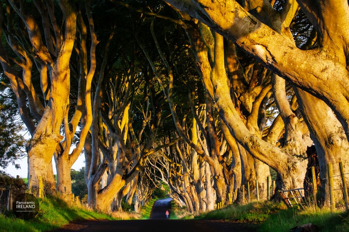 The Dark Hedges, Ireland&#039;s Most Photographed Avenue