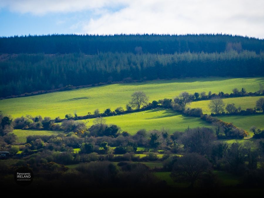 Triangle Field and Sheep, Ireland