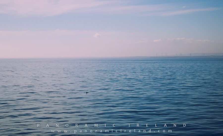 On the Irish Sea - Dolphin and Wind Turbines