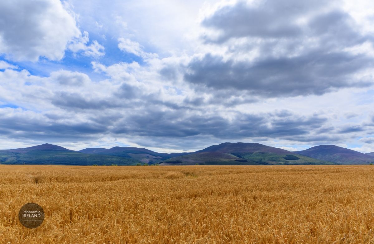 Across the Field of Barley, Ireland - Reminiscent of Jeremiah Hoad