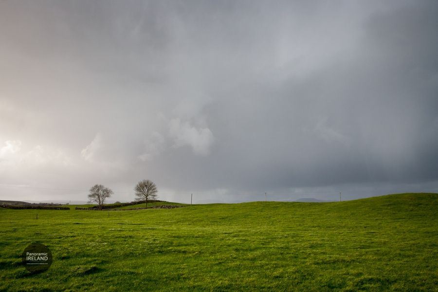 Green and Grey in an Irish Winter