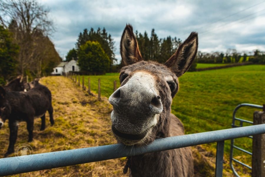 The Friendly Donkey