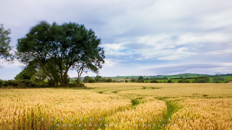 End of Summer, County Down