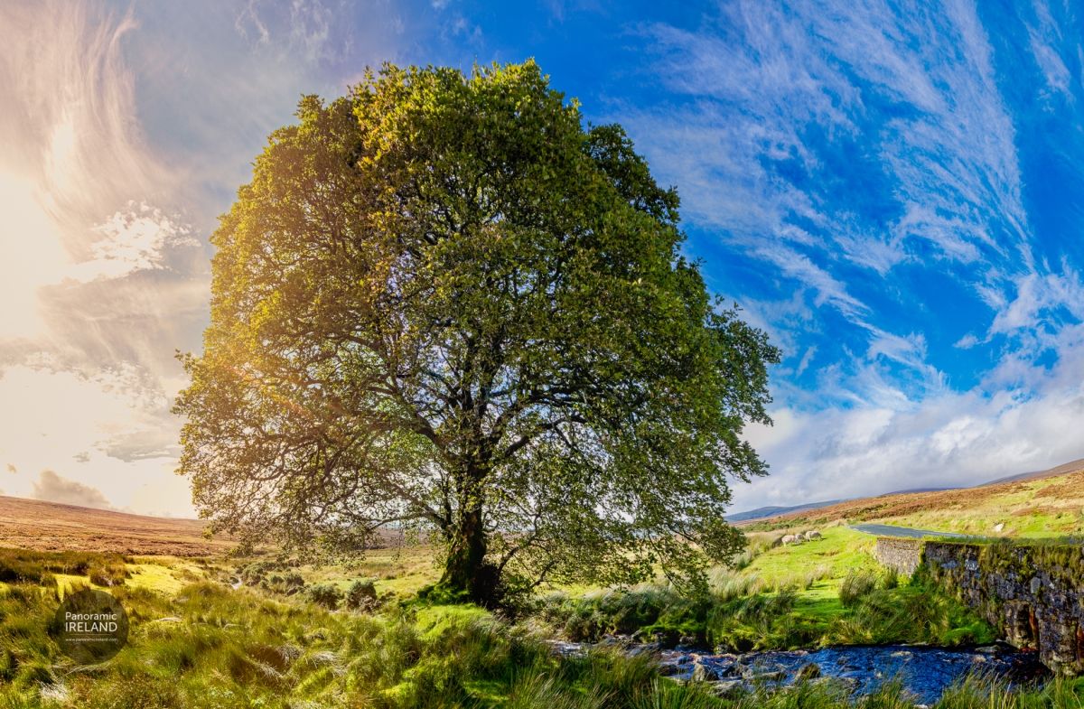 Sycamore Sunshine - Tree by the River Under a Blue Sky, Autumn is Here, Ireland 2023