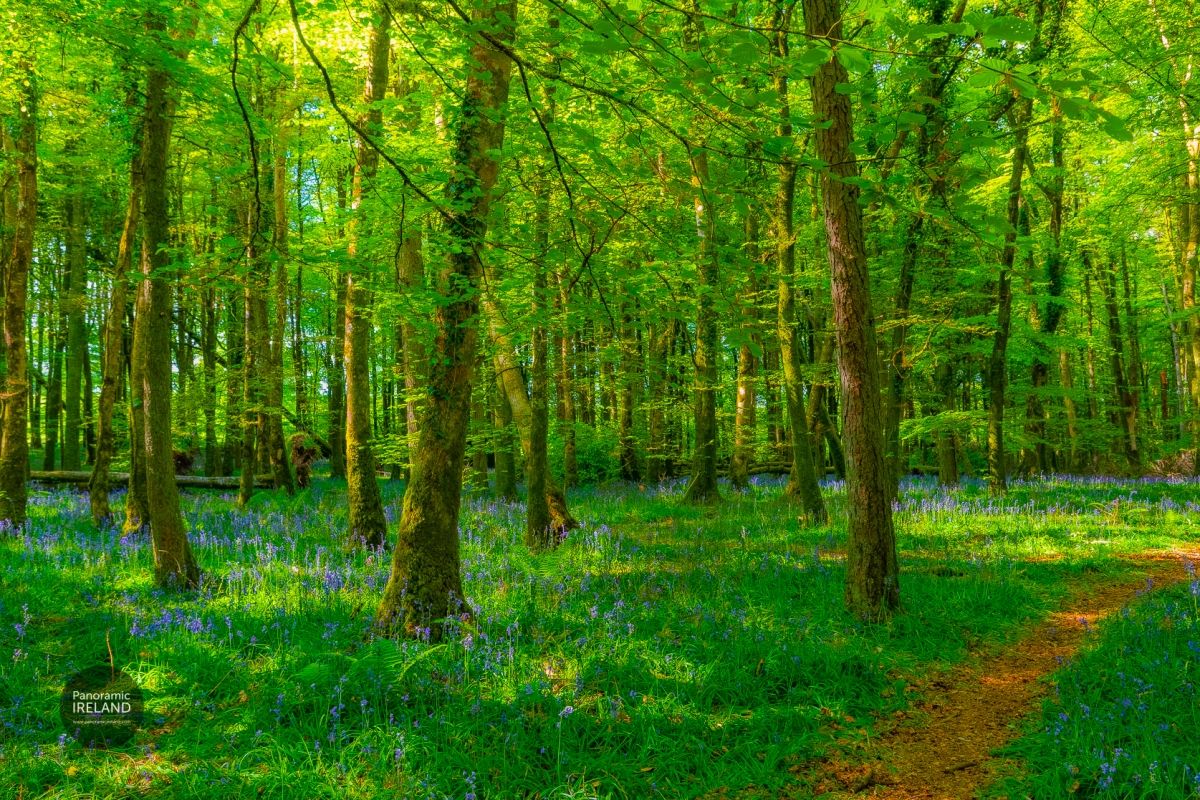 Photographing Bluebells, Ireland in May