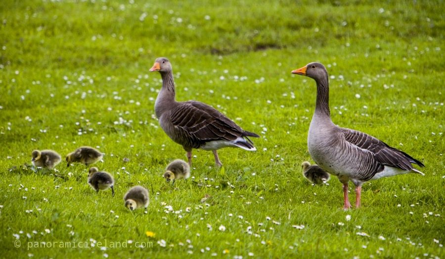 Greylag Geese on the Green Irish Shore