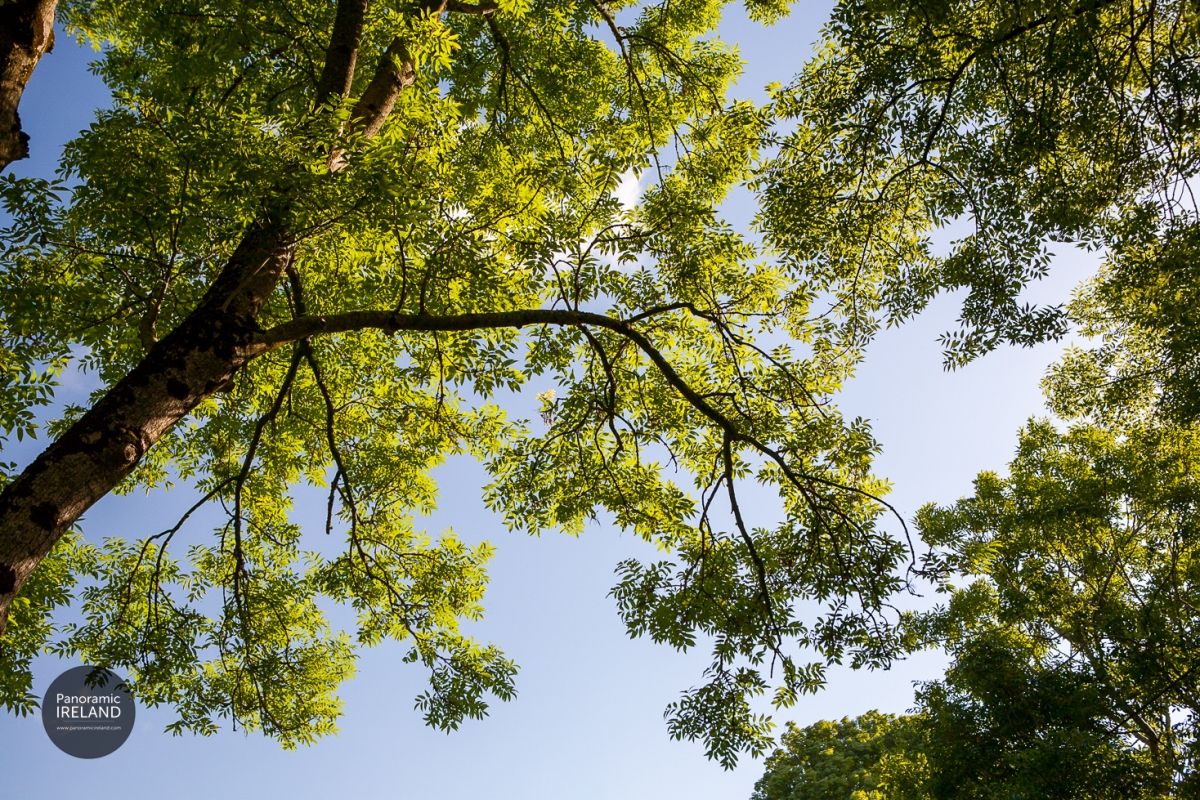 Ash Trees in Ireland, National Tree Week