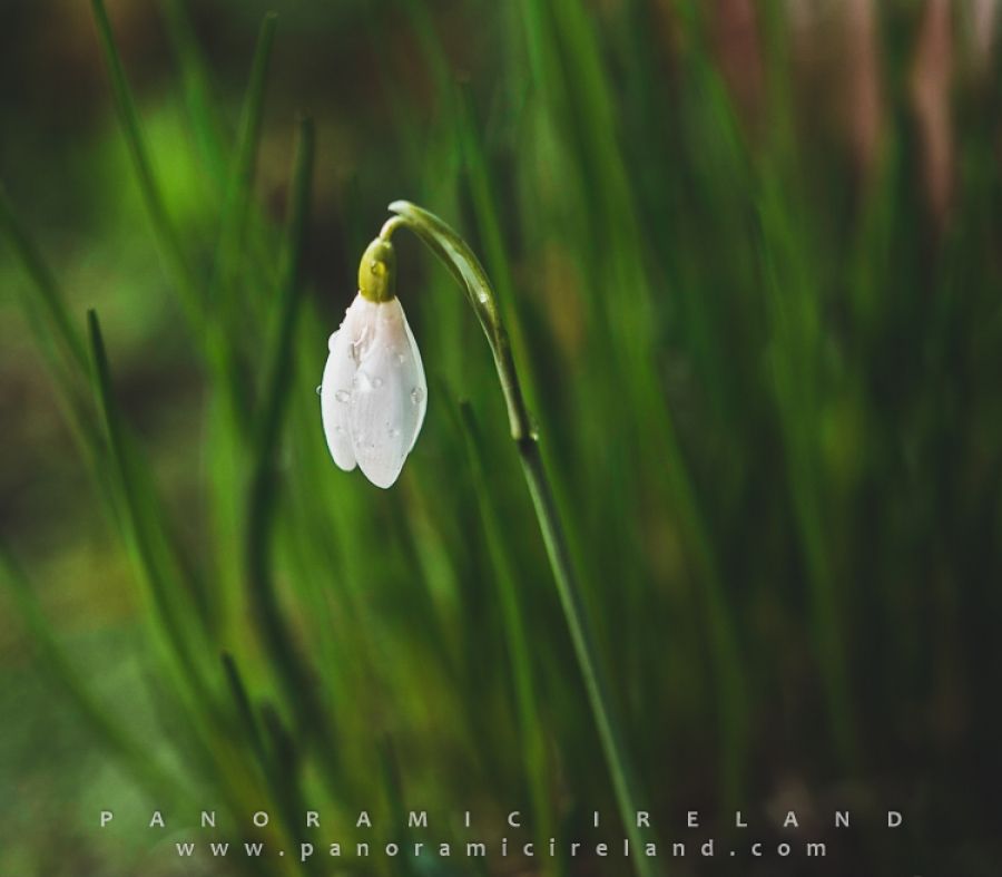 The Snowdrop, Life in Winter - Ireland
