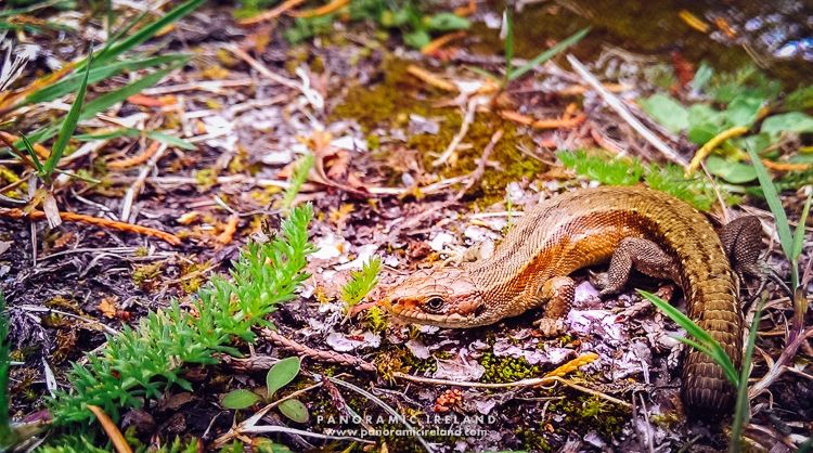 Lizards of Ireland