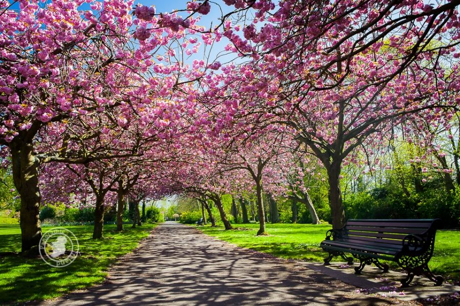 Cherry Blossom in Dublin