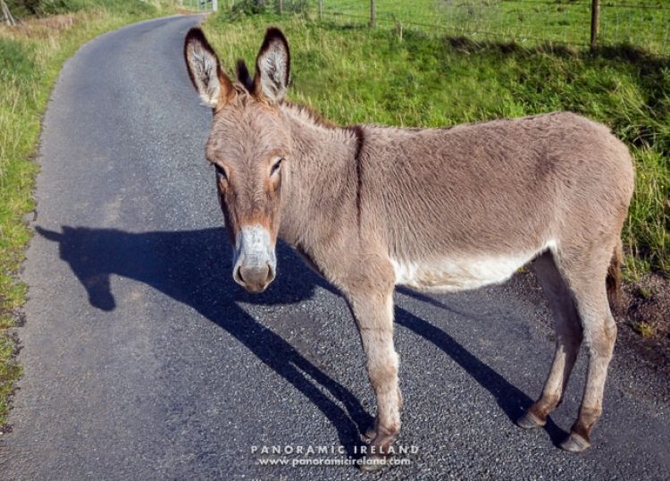 South Armagh Donkey